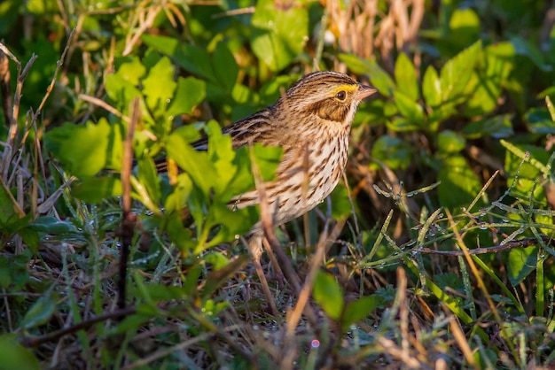 Foto vogels die op een veld zitten