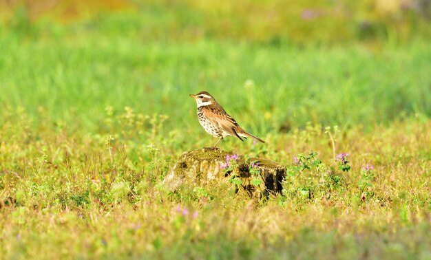 Foto vogels die op een veld zitten