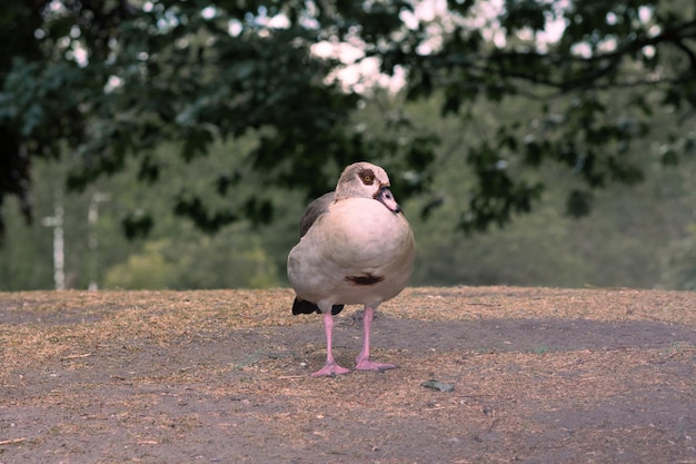 Foto vogels die op een veld zitten