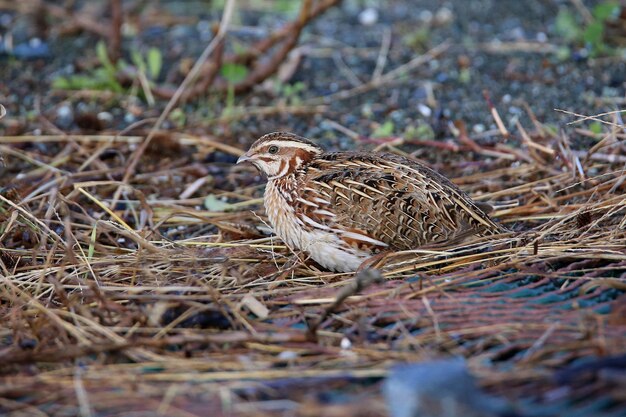 Foto vogels die op een veld zitten