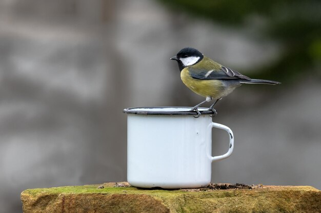 Vogels die op een voederbank zitten