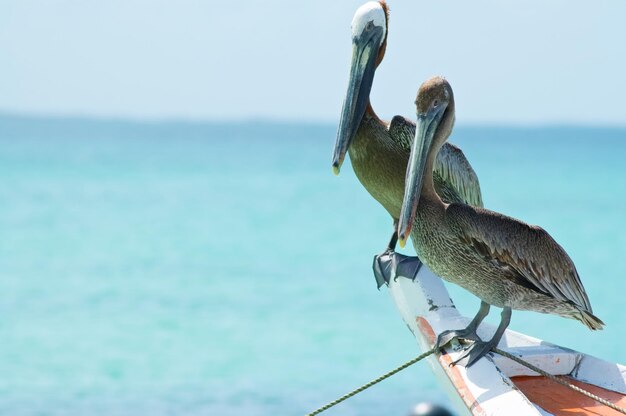 Foto vogels die op een zee zitten