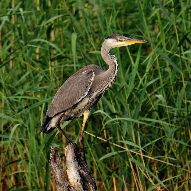 Foto vogels die op het gras zitten