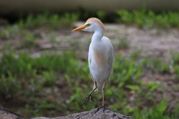 Foto vogels die op het land zitten