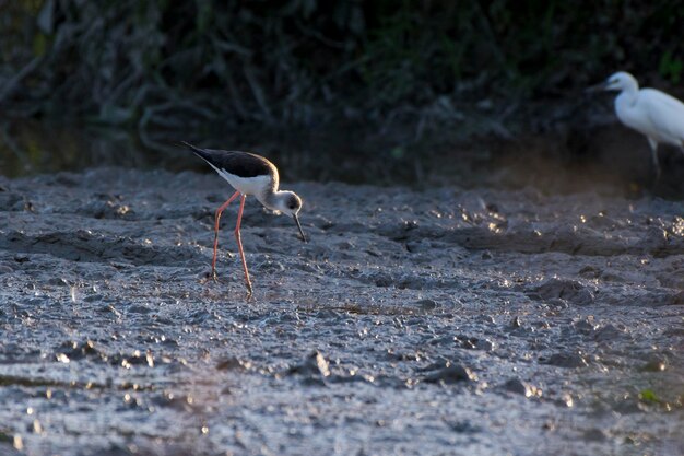 Foto vogels die op het land zitten