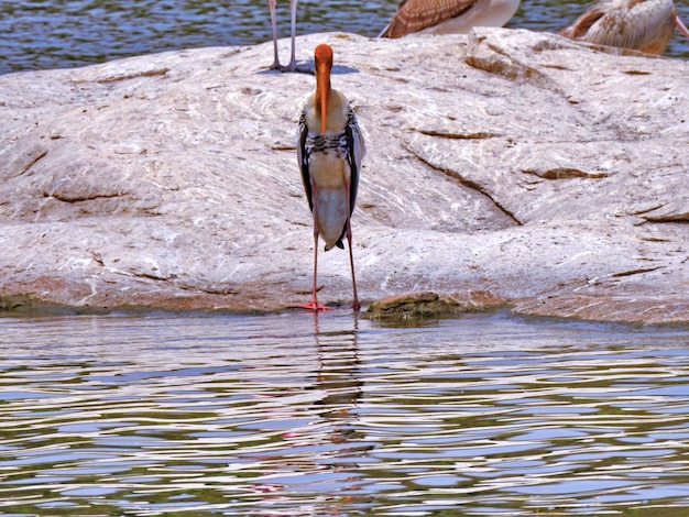 Foto vogels die op het meer zitten