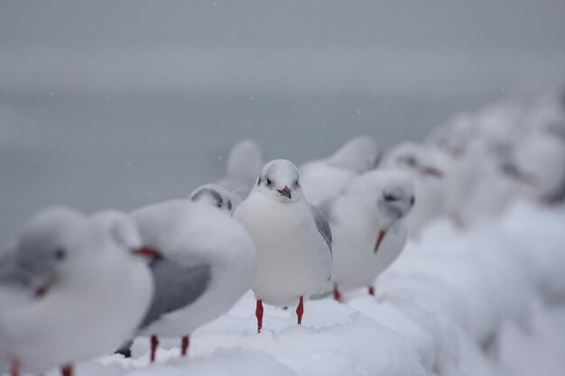 Foto vogels die op het sneeuwveld zitten