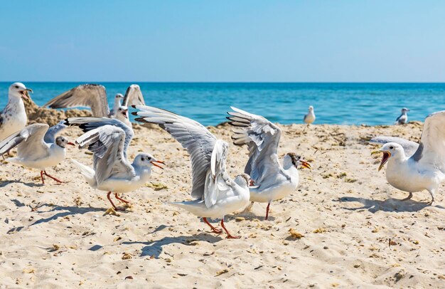 Foto vogels die op het strand zitten