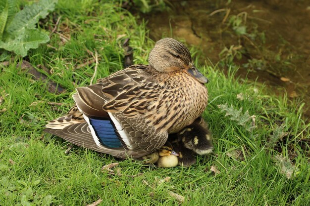 Vogels die op het veld zitten