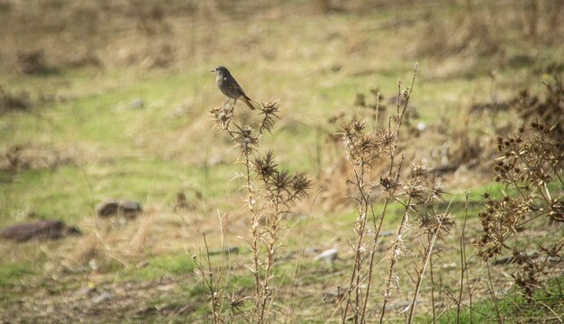 Foto vogels die op het veld zitten