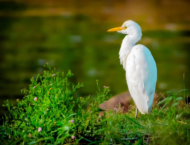 Vogels die op het veld zitten