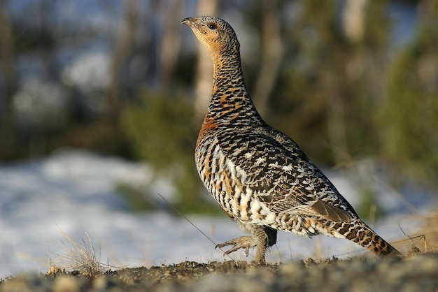 Vogels die op het veld zitten