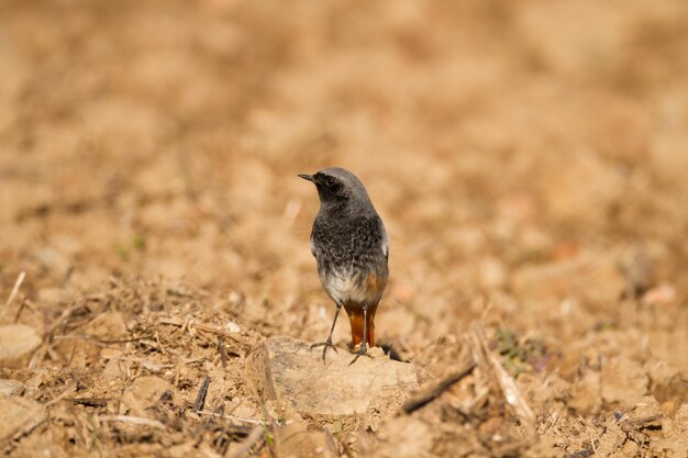 Vogels die op het veld zitten