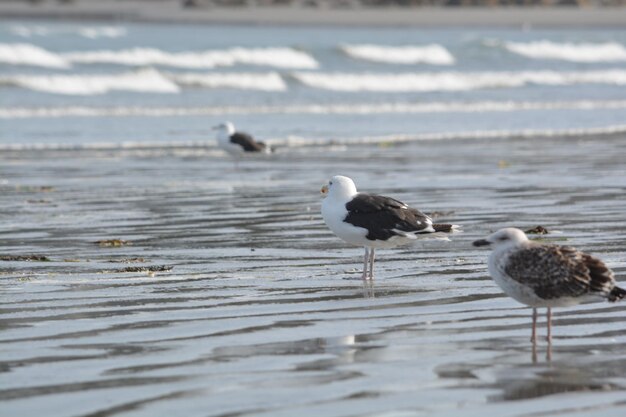 Foto vogels die op het water zitten