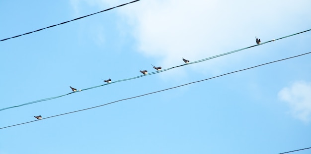 Vogels die op hoogspanningslijnen zitten.