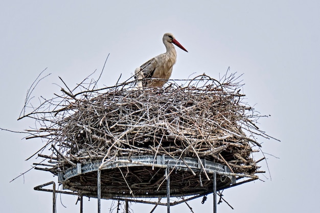 Foto vogels die op hun nest zitten