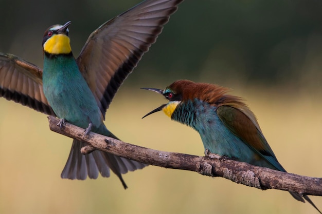 Vogels die op takken zitten.