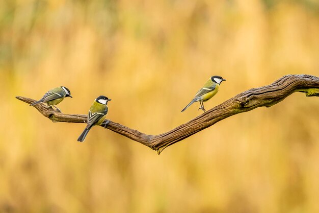 Foto vogels die op takken zitten