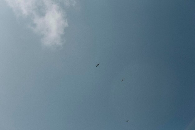 Vogels die over het blauwe hemeltelefoonbehang vliegen