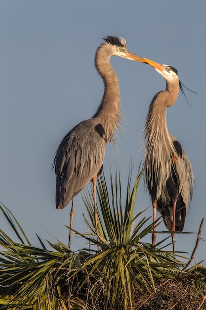Vogels die tegen een heldere hemel zitten