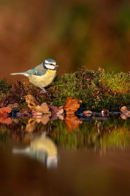 Vogels drijven op een meer.