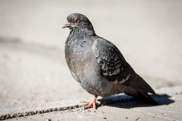 Vogels en een concept van de wilde natuur de duif zit van dichtbij op asfalt