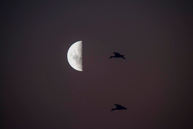 Foto vogels en maanlandschap