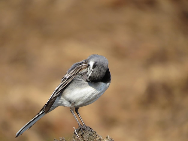 Vogels en mooie plekken