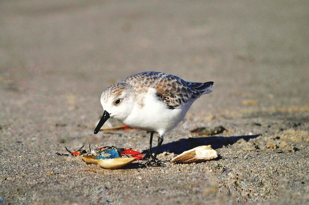 Vogels eten krab op het strand.