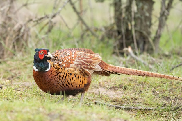 Vogels Fazant Phasianus colchicus. Detailopname.