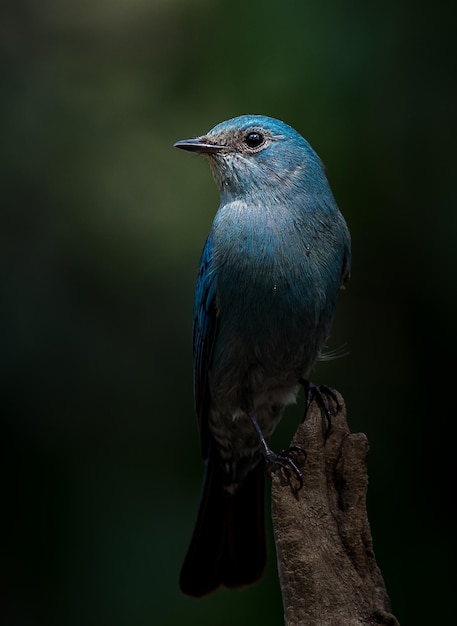 Vogels fotograferen in de artistieke natuur Verditer Flycatcher