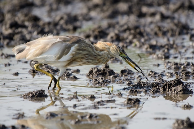 Vogels gebruiken lange, lastige monden die in het waterveld leven