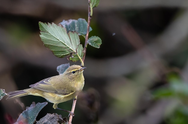 Vogels gefotografeerd vanuit mijn tuin in de winter, van mussen, roodborstjes, klamboes...