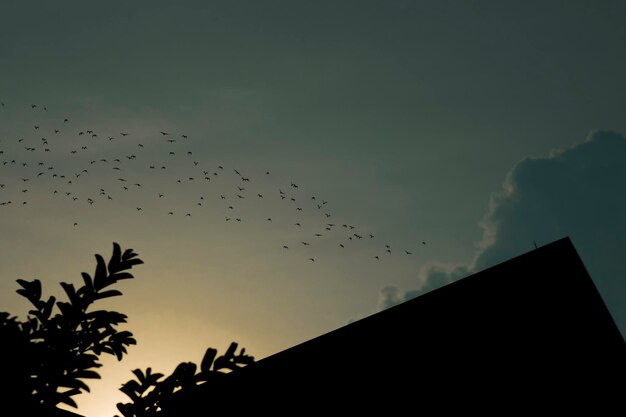 Foto vogels gingen naar huis