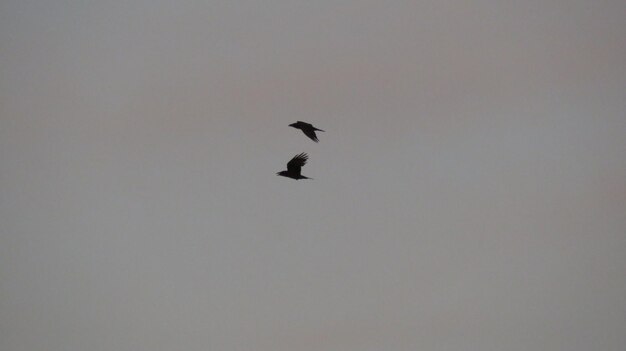 Vogels in de avondlucht