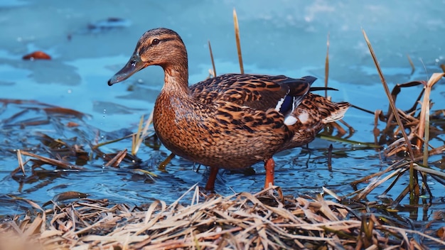 Vogels in de faunaomgeving