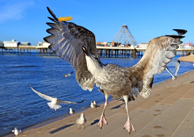 Foto vogels in de stad tegen de lucht