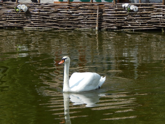 Vogels in de volière en de natuur zwanen blauwe rivier