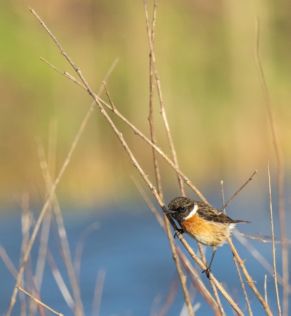 Vogels in de winter aan de Cantabrische kust!