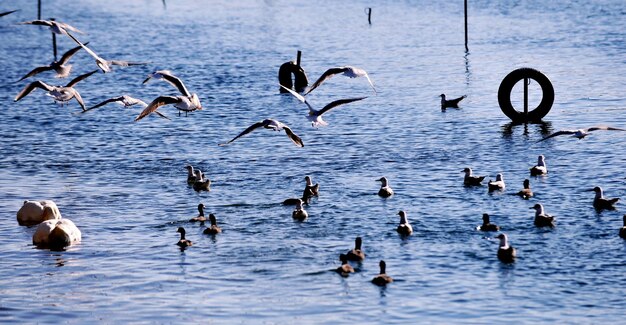 Vogels in een meer in Ohrid in Macedonië