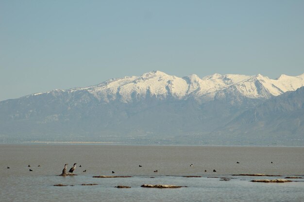 Vogels in een meer met uitzicht op de berg Timpanogos