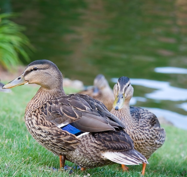 Vogels in een meer