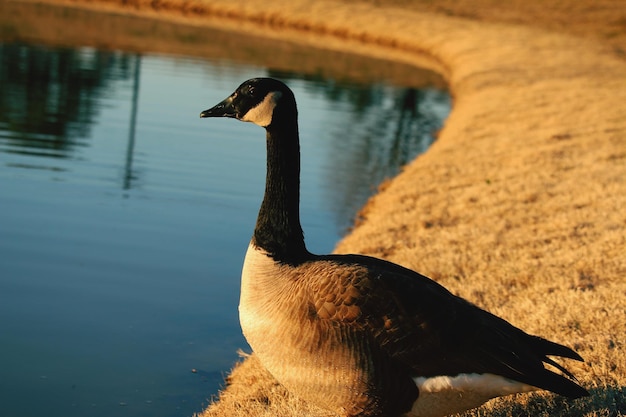 Vogels in een meer