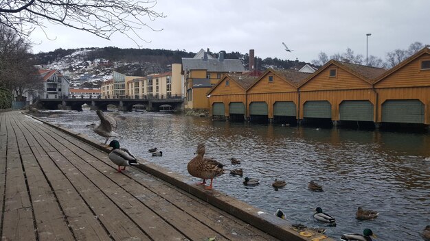 Foto vogels in een meer