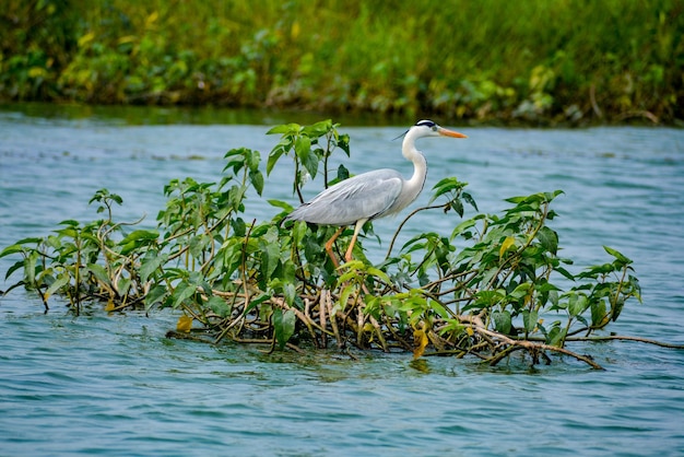 Foto vogels in een meer