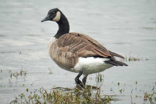 Foto vogels in een meer