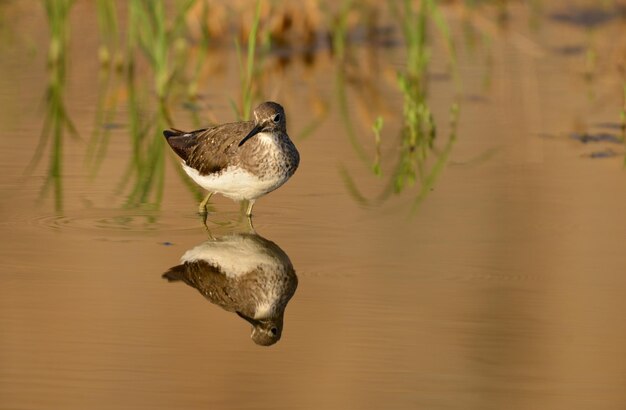 Foto vogels in een meer