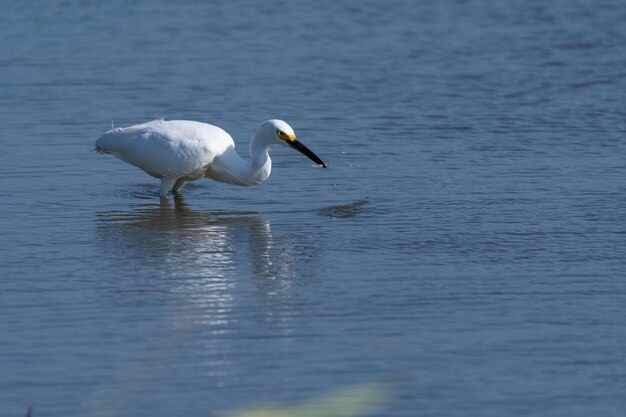 Foto vogels in een meer