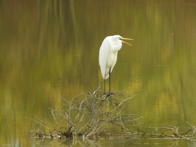 Foto vogels in een rustig meer