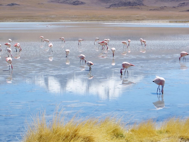 Vogels in het meer